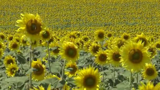 Pole Kwitnącymi Słonecznikami Słonecznik Zwyczajny Helianthus Annuus Dystrykt Bolgradzki Obwód — Wideo stockowe