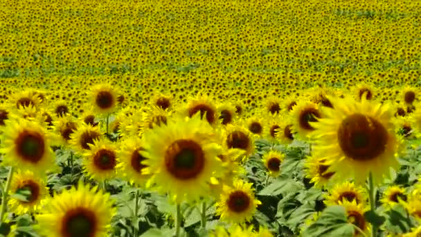 Campo Con Girasoles Florecientes Girasol Común Helianthus Annuus Distrito Bolgradsky — Vídeo de stock