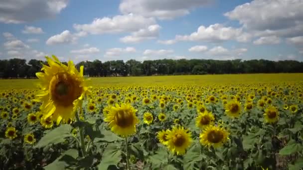 Campo Con Girasoles Florecientes Girasol Común Helianthus Annuus Distrito Bolgradsky — Vídeos de Stock