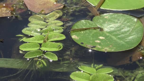 Salvinia Natans Watermoss Moss Ticari Olarak Kelebek Kanatlarını Yüzer Yüzer — Stok video