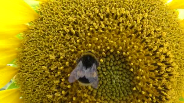 Abejorro Abejorro Abejorro Abejorro Flor Girasol Contra Cielo Primer Plano — Vídeos de Stock