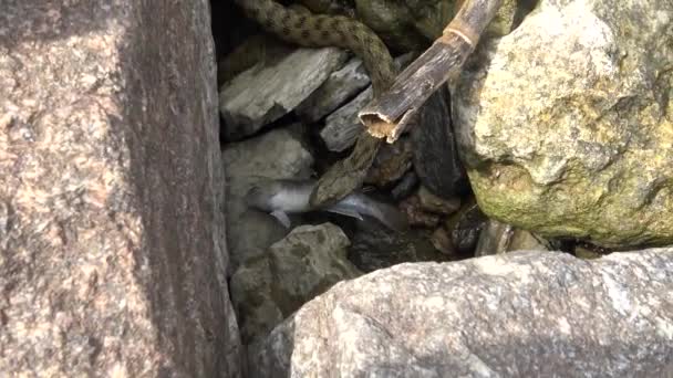 Snake Caught Fish Dice Snake Natrix Tessellata Water Snake — Stock Video