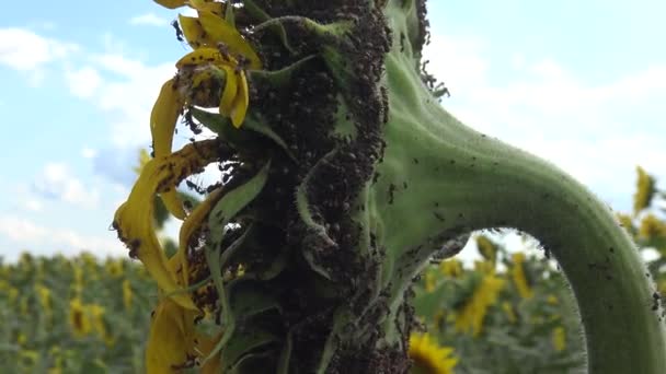 Mieren Verzamelen Bladluizen Zonnebloem Oekraïne — Stockvideo