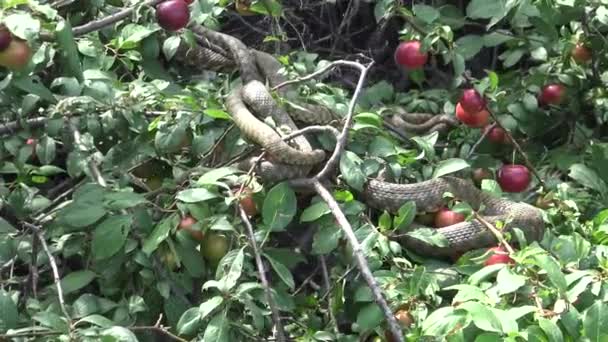 Güneşte Bir Ağaca Güneşlenmeli Zar Yılan Natrix Tessellata Yılan — Stok video