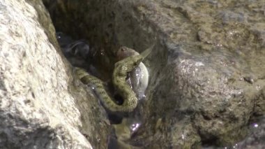 Yılan bir balık yakaladı. Zar yılan (natrix tessellata). Su yılan 