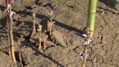 Orobanche (broomrape veya süpürge-tecavüz) (Orobanche Cumana) ayçiçeği kökleri üzerinde parazit, Ukrayna