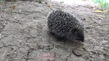 Genç bir kirpi kapana kısılmış bir solucan yiyor. Avrupa kirpisi (Erinaceus europaeus), ayrıca Batı Avrupa kirpisi veya yaygın kirpi olarak da bilinir.