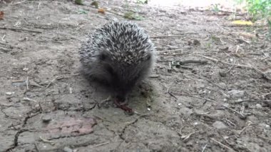 Genç bir kirpi kapana kısılmış bir solucan yiyor. Avrupa kirpisi (Erinaceus europaeus), ayrıca Batı Avrupa kirpisi veya yaygın kirpi olarak da bilinir.