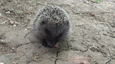 Genç kirpi yakalanan avları yer. Avrupa kirpisi (Erinaceus europaeus), ayrıca Batı Avrupa kirpisi veya yaygın kirpi olarak da bilinir.