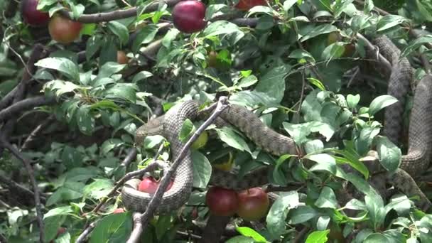 Ormar Bask Ett Träd Solen Tärningen Orm Natrix Tessellata Vatten — Stockvideo