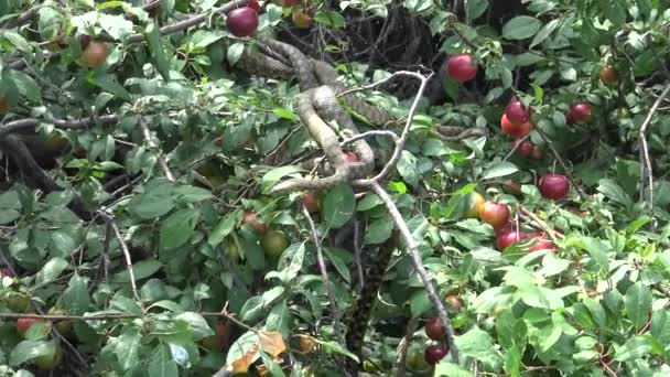 Les Serpents Prélassent Sur Arbre Soleil Serpent Des Dés Natrix — Video