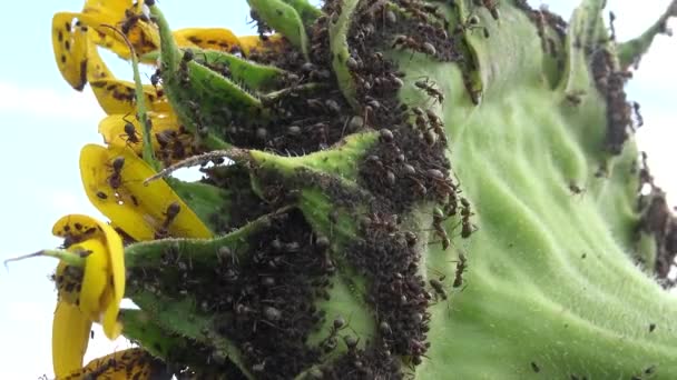 Las Hormigas Recogen Áfidos Girasol Ucrania — Vídeos de Stock