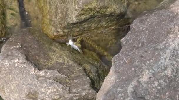 ヘビが魚を捕まえた サイコロヘビ ナトリックス テッセラタ 水ヘビ — ストック動画