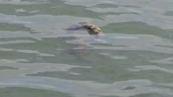 Die Würfelnatter Natrix Tessellata Wasserschlange Yalpug See Ukraine — Stockvideo