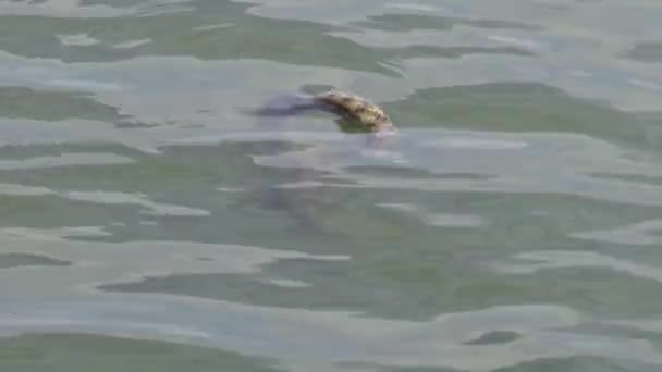 Tärningen Orm Natrix Tessellata Vatten Orm Yalpug Lake Ukraina — Stockvideo