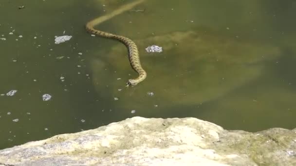 Hadí Kostka Natrix Tessellata Vodní Had Yalpug Lake Ukrajina — Stock video