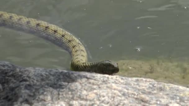 Hadí Kostka Natrix Tessellata Vodní Had Yalpug Lake Ukrajina — Stock video