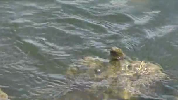 Die Würfelnatter Natrix Tessellata Wasserschlange Yalpug See Ukraine — Stockvideo