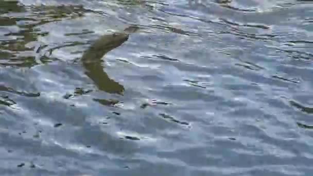 Tärningen Orm Natrix Tessellata Vatten Orm Yalpug Lake Ukraina — Stockvideo