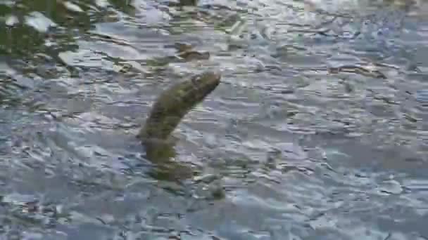 Die Würfelnatter Natrix Tessellata Wasserschlange Yalpug See Ukraine — Stockvideo