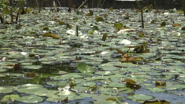 Водные Растения Плавающие Поверхности Воды Озере Украина Озеро Кугурлуй — стоковое видео