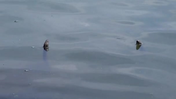 Die Würfelnatter Natrix Tessellata Wasserschlange Yalpug See Ukraine — Stockvideo