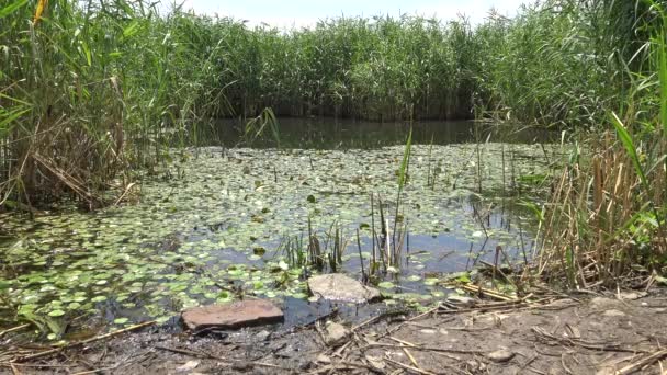 湖の水面に浮かぶ水生植物 ウクライナ クグルルイ湖 — ストック動画