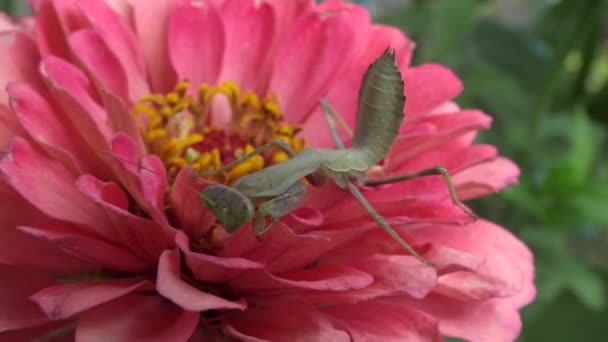 Empusa Ist Eine Gottesanbeterin Aus Der Familie Der Empusidae — Stockvideo