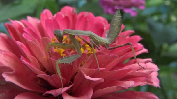 Empusa Genus Mantises Family Empusidae — Stock Video