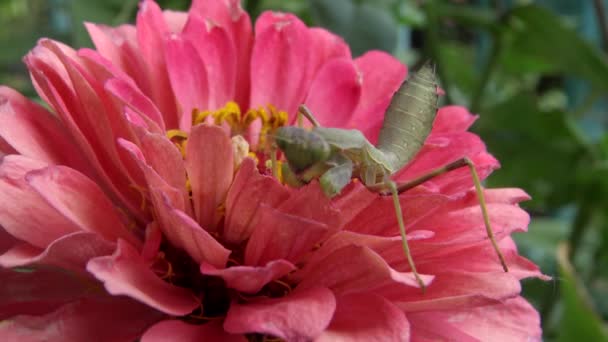 Empusa Genus Mantises Family Empusidae — Stock Video