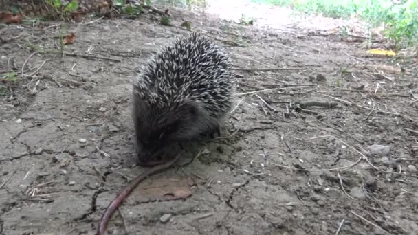 Jovem Hedgehog Come Uma Minhoca Presa Ouriço Europeu Erinaceus Europaeus — Vídeo de Stock