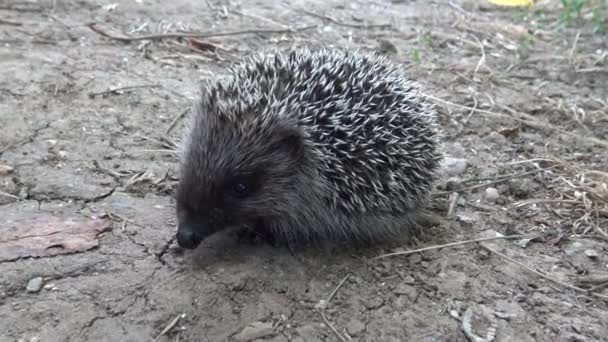 Jovem Hedgehog Come Presa Apanhada Ouriço Europeu Erinaceus Europaeus Também — Vídeo de Stock