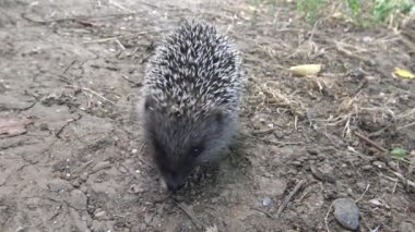 Avrupa Kirpi (Erinaceus europaeus), aynı zamanda Batı Avrupa kirpi veya ortak kirpi olarak bilinen