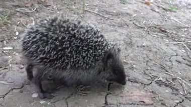 Avrupa Kirpi (Erinaceus europaeus), aynı zamanda Batı Avrupa kirpi veya ortak kirpi olarak bilinen