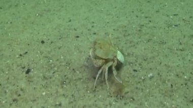 Kadın yengeç (Macropipus holsatus) havyar ile hızlı bir şekilde kum boyunca çalışır, Karadeniz