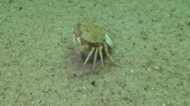 Kadın yengeç (Macropipus holsatus) havyar ile hızlı bir şekilde kum boyunca çalışır, Karadeniz