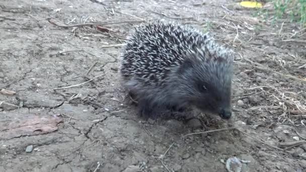 Der Europäische Igel Erinaceus Europaeus Auch Bekannt Als Westeuropäischer Igel — Stockvideo