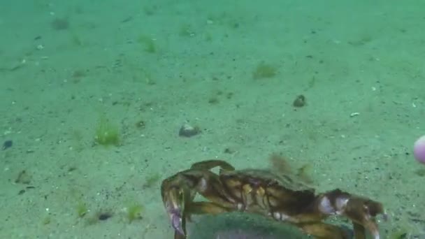 Big Green Crab Carcinus Maenas Loopt Snel Het Zand Valt — Stockvideo