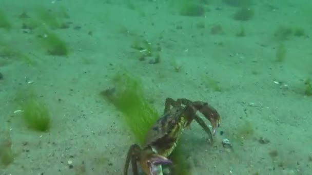 Big Green Crab Carcinus Maenas Loopt Snel Het Zand Valt — Stockvideo