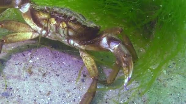 Big Green Crab Carcinus Maenas Invasive Species Black Sea — Stock Video