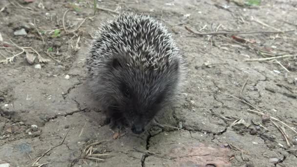 Joven Erizo Come Presas Capturadas Erizo Europeo Erinaceus Europaeus También — Vídeos de Stock