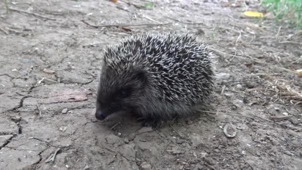 Joven Erizo Come Presas Capturadas Erizo Europeo Erinaceus Europaeus También — Vídeo de stock