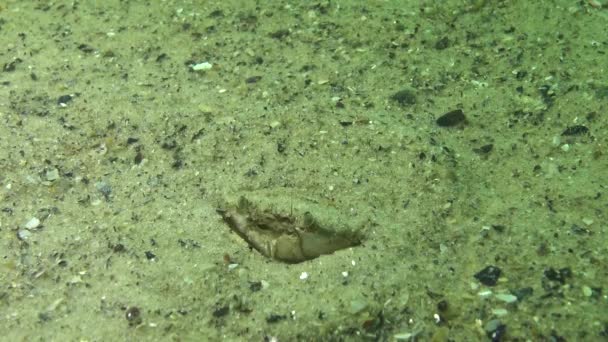 メスのカニ マクロピプスホルサタス はすぐに砂 黒海に穴を掘る — ストック動画