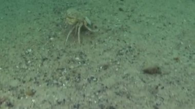 Kadın yengeç (Macropipus holsatus) hızlı bir şekilde kum içine Burrows, Karadeniz