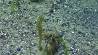 Kısa burunlu deniz atı (Hipokampus hipokampüsü) algler arasında yüzer. Karadeniz. Odessa Körfezi