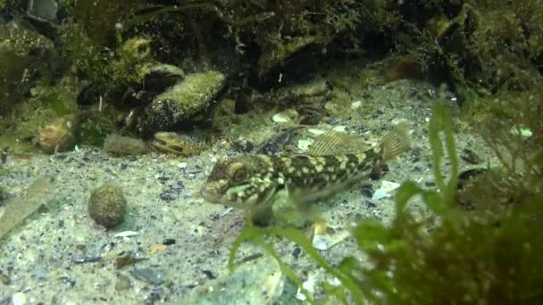 Kulatý Goby Neogobius Melanostomus Euryhalinový Podnožnice Čeledi Gobiidae — Stock video