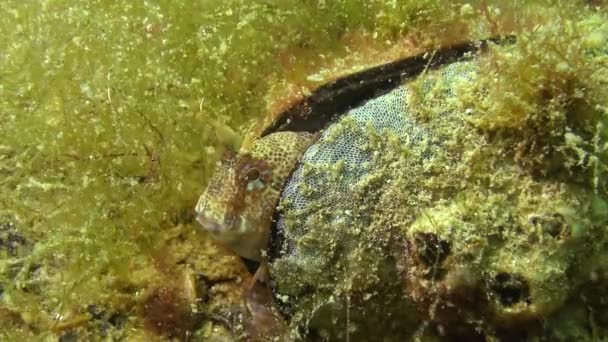 Blenny Entrelazado Parablennius Tentacularis Macho Está Parte Inferior Tiro Medio — Vídeos de Stock