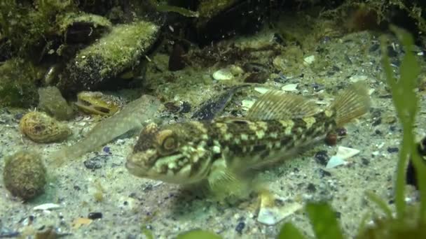 Круглий Гоб Neogobius Melanostmus Євразійський Гоб Родини Gobiidae — стокове відео