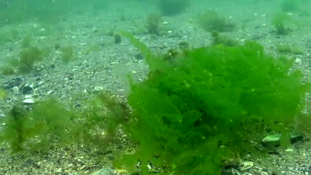 Groene Algen Bewegen Van Beweging Van Water Zwarte Zee — Stockvideo