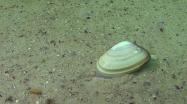 Yumuşakçalar, Karadeniz 'de (Donax trunculus), kısaca Donacidae familyasından bir çift kapakçık türüdür.. 
